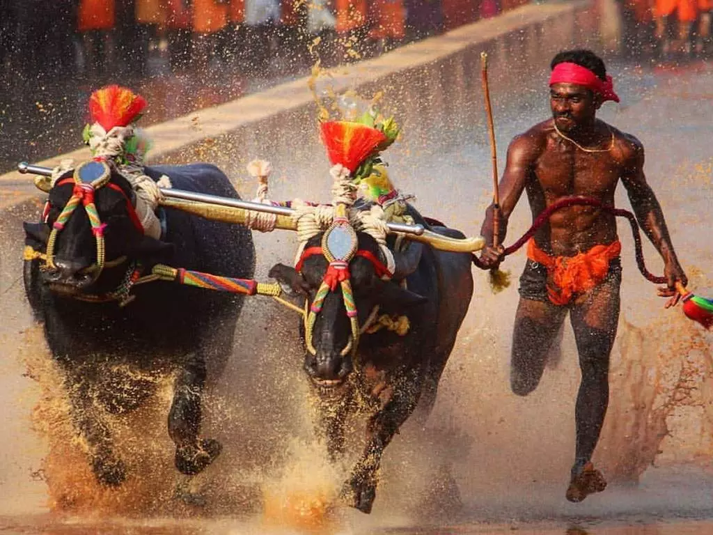 Kambala Jockey, Srinivas Gowda, Kambala, Buffalo race, Usain Bolt, Sports Authority of India