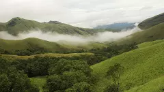 Forest area gains: India among top 3 countries, says FAO report