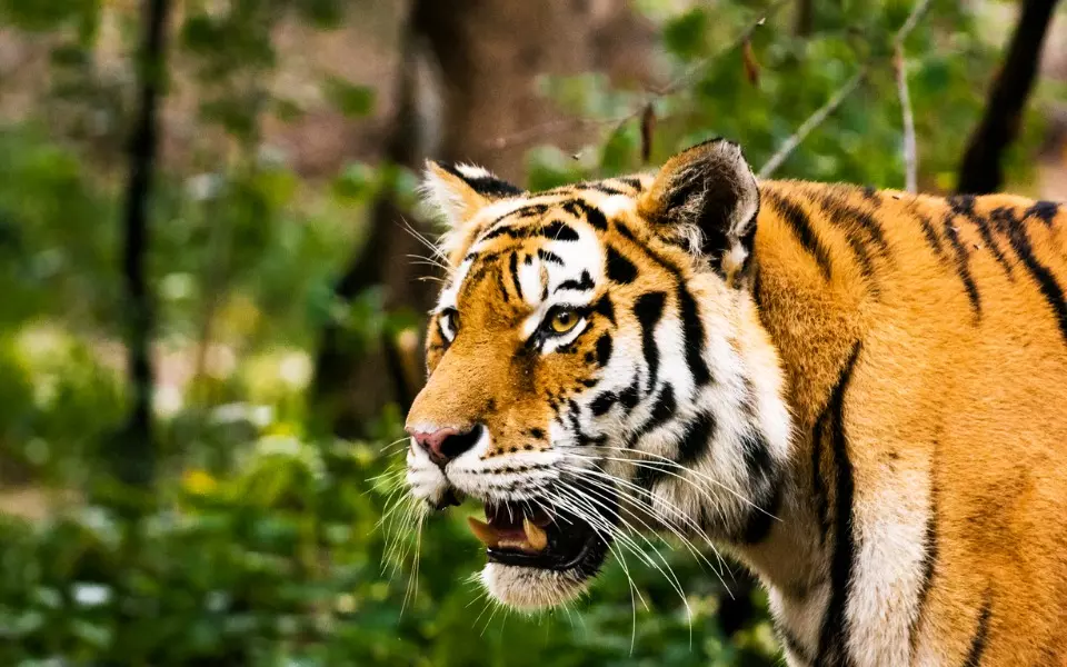 No mobile towers in core, critical tiger habitats: Centre