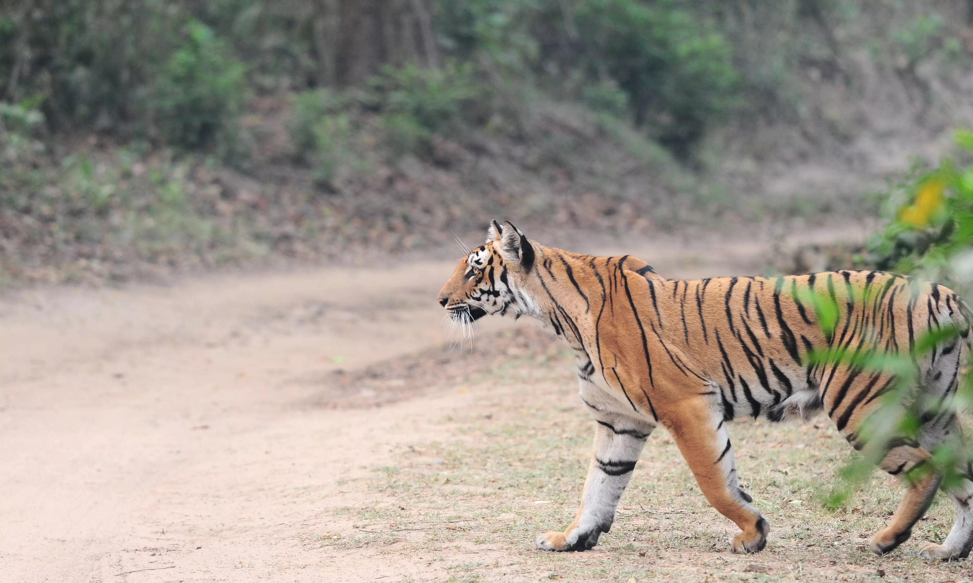 A tiger in Jim Corbett Tiger Reserve