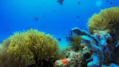 No new enquiries for travel to Maldives: Tour operators body