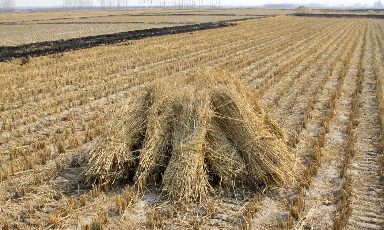 Stubble issue: Why Punjab Agri Univ prefers straw retention to removal
