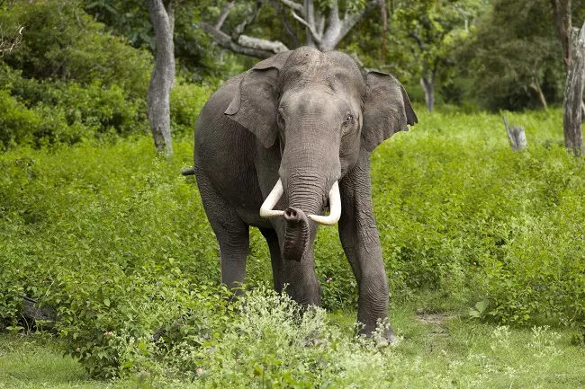 Bengal: Forest department ‘seizes’ goods train that killed 3 elephants