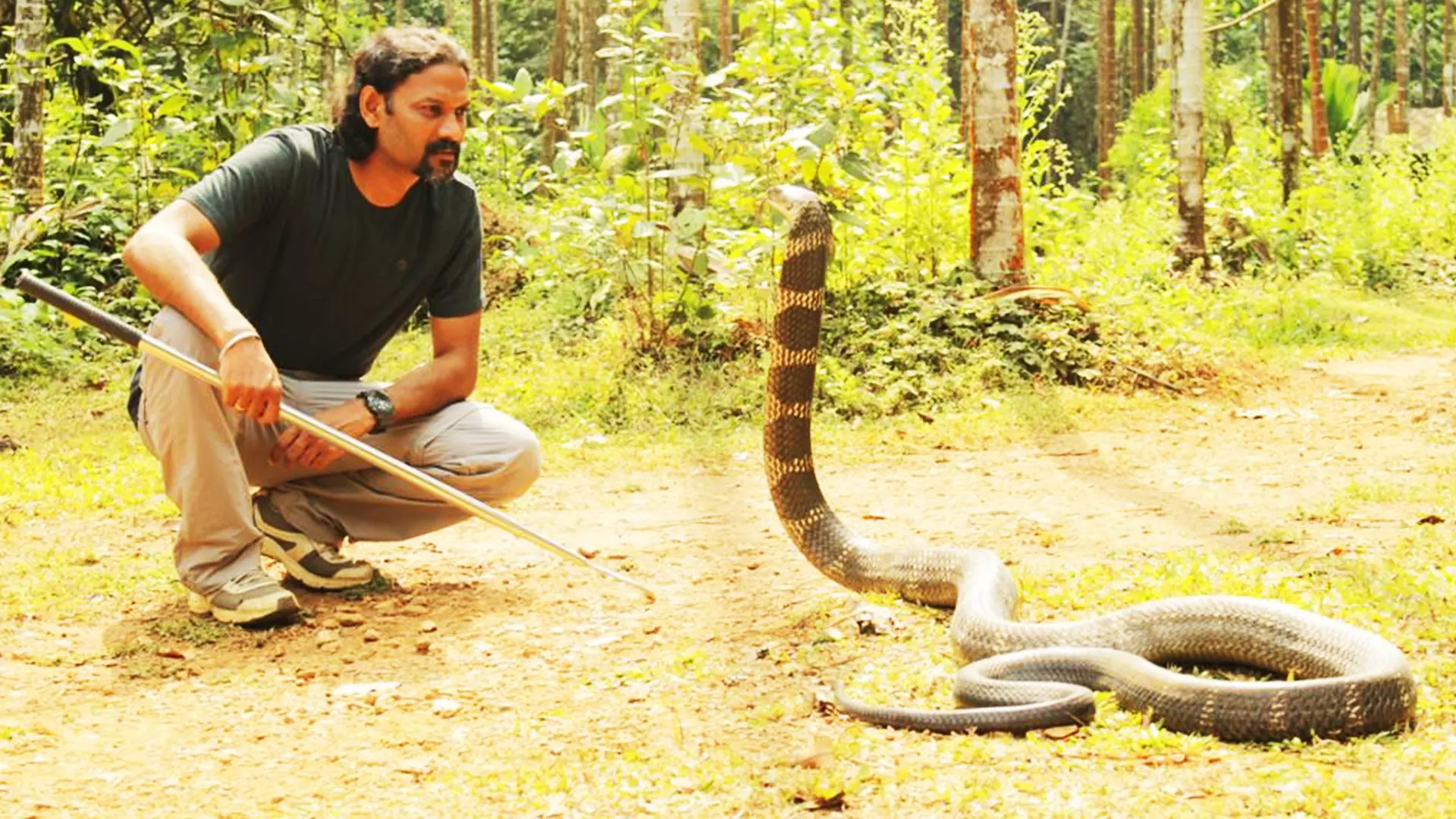 Gowri Shankar with a king cobra.