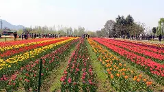 REPLUG | Operation Gulmarg, and other tales from Jammu and Kashmir