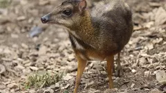 Vizag Zoo gets two new species; who are these new members?