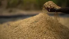 Govt extends export ban on de-oiled rice bran till March 2024