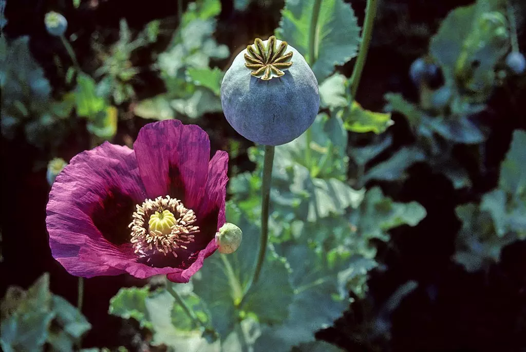 Not Afghanistan, war-torn Myanmar now top opium producer: UN agency