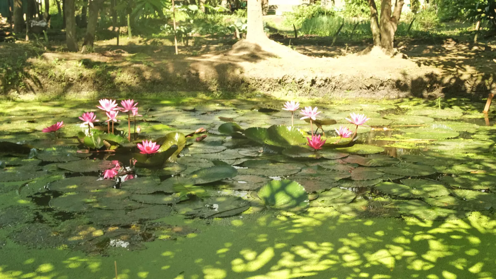 The pond children wanted to photograph.