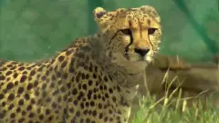 Kuno cheetah septicemia
