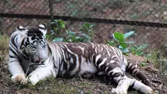 Total 10 black tigers found in India, all in Odishas Similipal: Govt