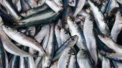 Thousands of sardine fish surface near Goa beach, experts call it rare event