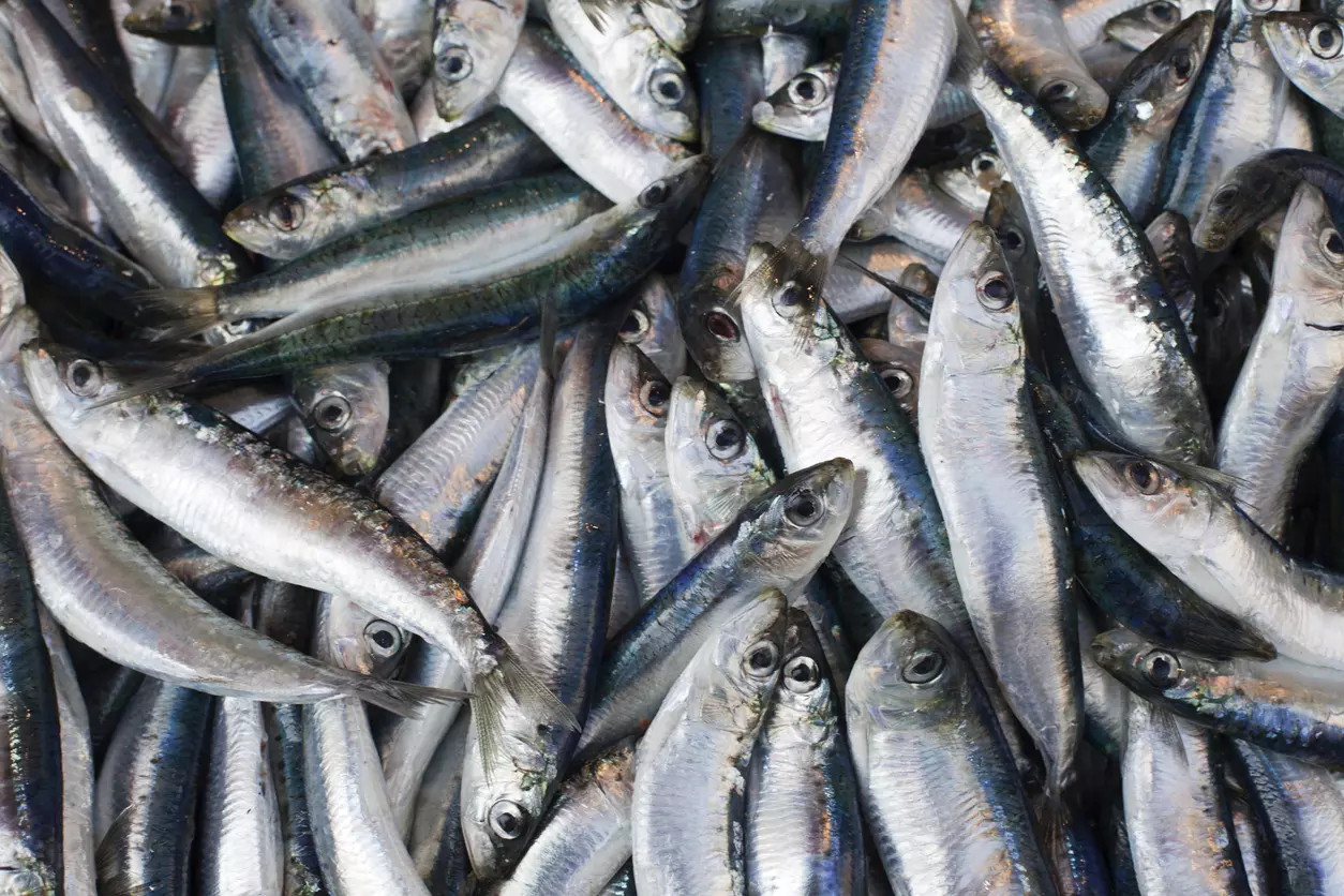 Thousands of sardine fish surface near Goa beach, experts call it rare event