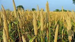Karnataka | Millets to be used in Indira Canteens, midday meals: Siddaramaiah