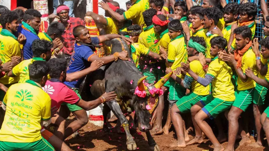 Jallikattu