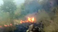 forest fire, COVID-19, lockdown, coronavirus, seal borders