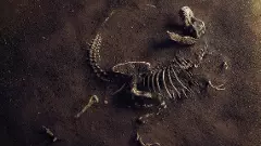 Africans discovered dinosaur fossils long before term ‘palaeontology’ existed