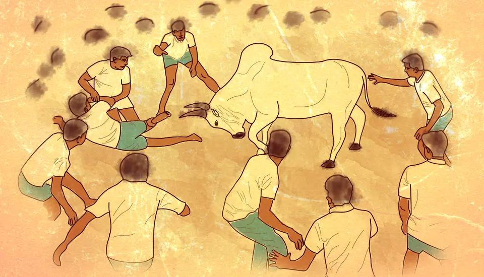 bull taming Pongal