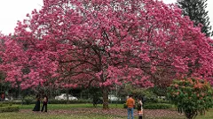 Cubbon park walkers protest against art park Cubbon park walkers protest against art park