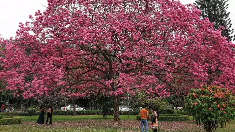 Cubbon park walkers protest against art park Cubbon park walkers protest against art park