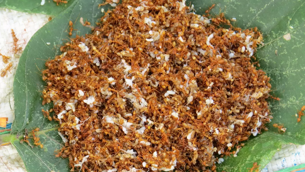 Odisha’s red ant chutney gets GI tag; find out all about this delicacy