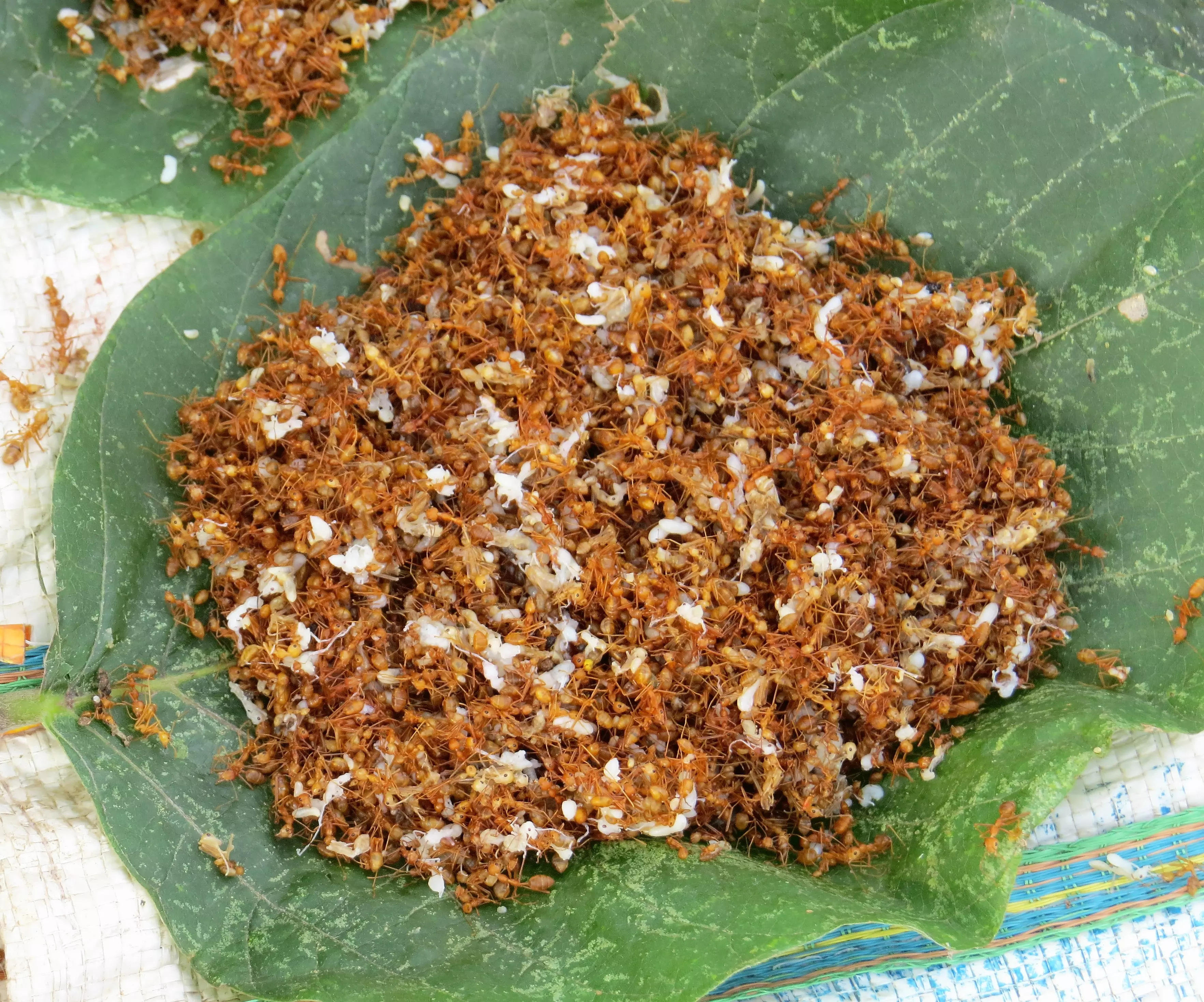 Odisha’s red ant chutney gets GI tag; find out all about this delicacy
