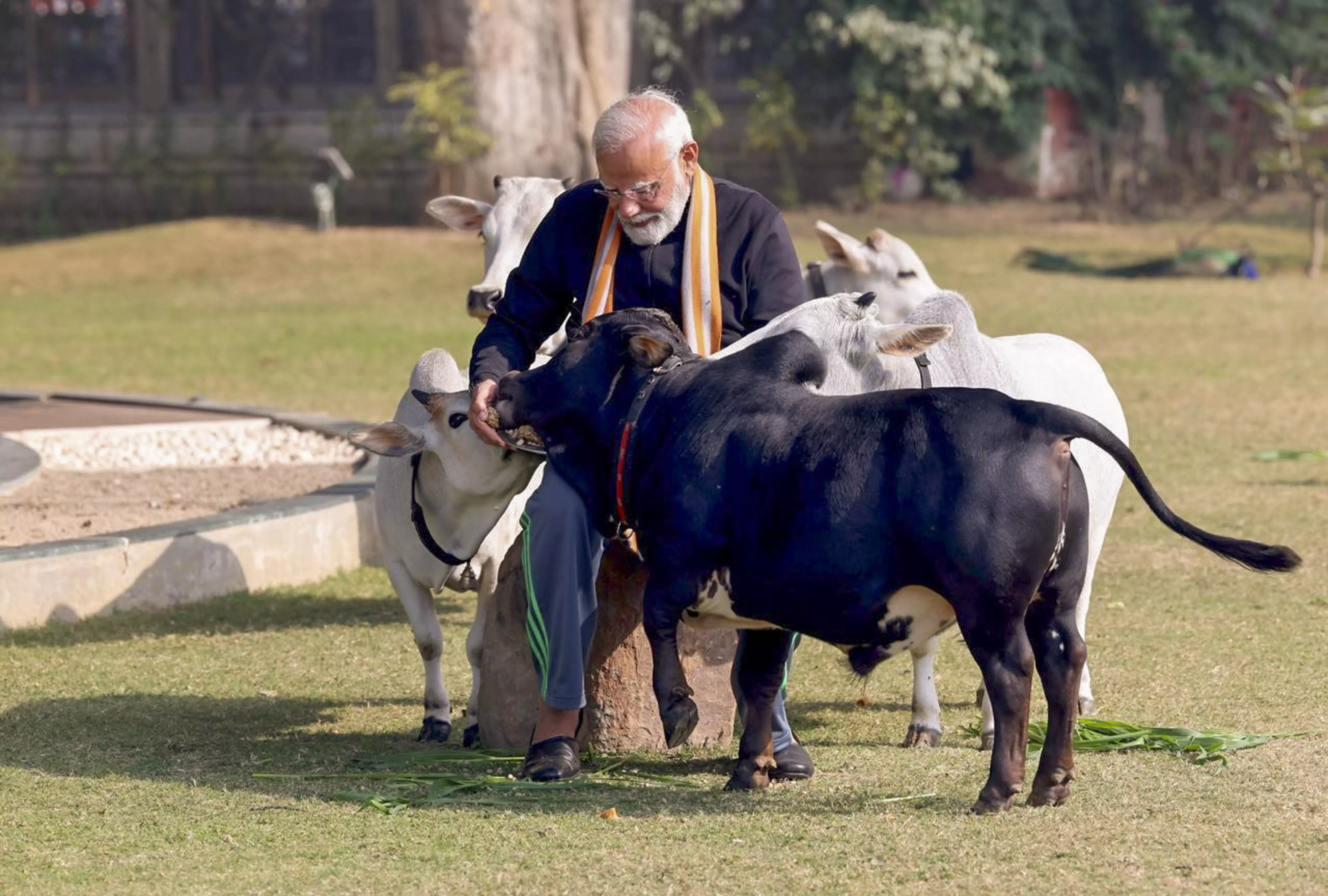 Narendra Modi feeds cows