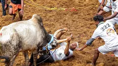 Palamedu Jallikattu: 42 injured, top man and bull rewarded with cars