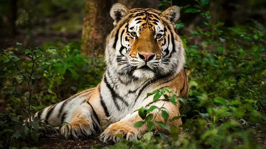 Big cat population rises from 10 in 2009 to 88 in 2024 in Sathyamangalam Tiger Reserve