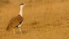 Make comprehensive plan to conserve critically-endangered Great Indian Bustard: SC to Centre