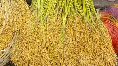 Paddy procurement