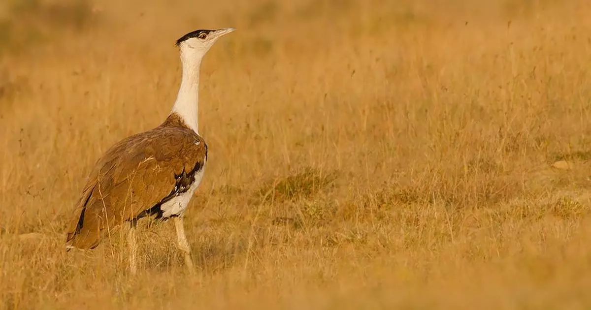 Make comprehensive plan to conserve critically-endangered Great Indian Bustard: SC to Centre
