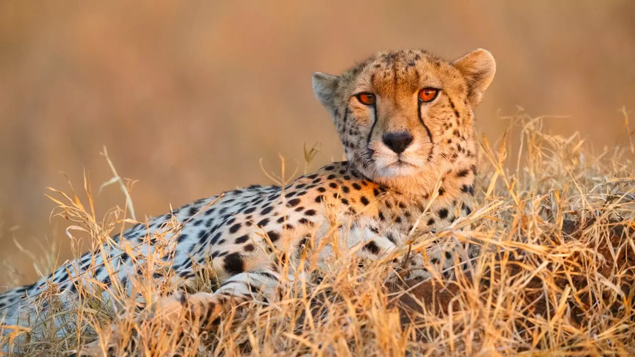 Cheetah deaths, Kuno National Park