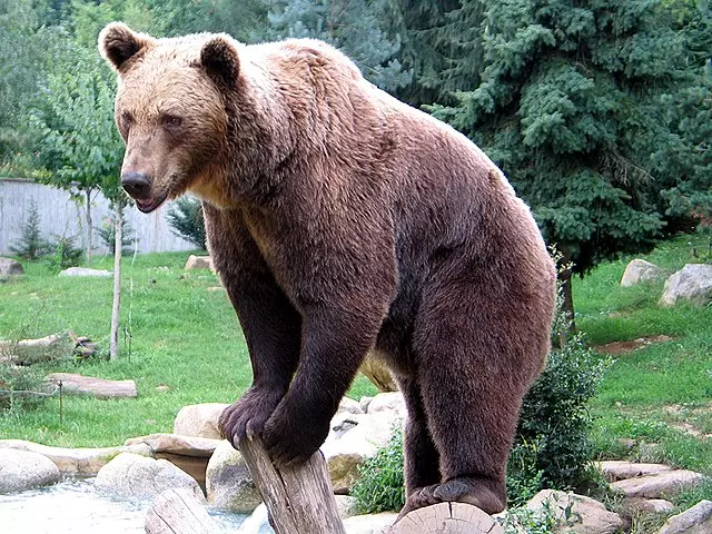 Kerala: Adult bear on the loose for 3 days in Wayanad, creates panic among public