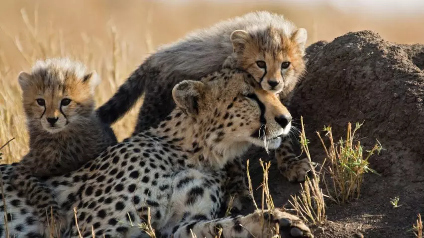 Cheetahs, Project Cheetah, Kuno National Park