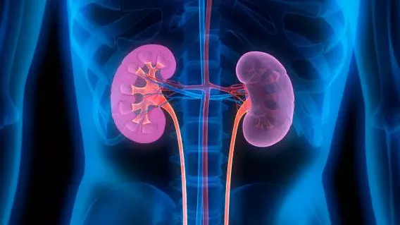 kidneys