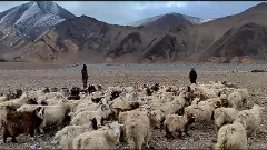 Ladakhi shepherds assert grazing rights to Chinese soldiers at LAC in viral video