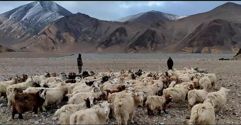 Ladakhi shepherds assert grazing rights to Chinese soldiers at LAC in viral video