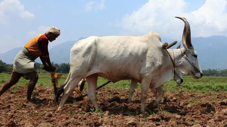 India, economy, poverty, reforms, liberalisation, farmers, agriculture