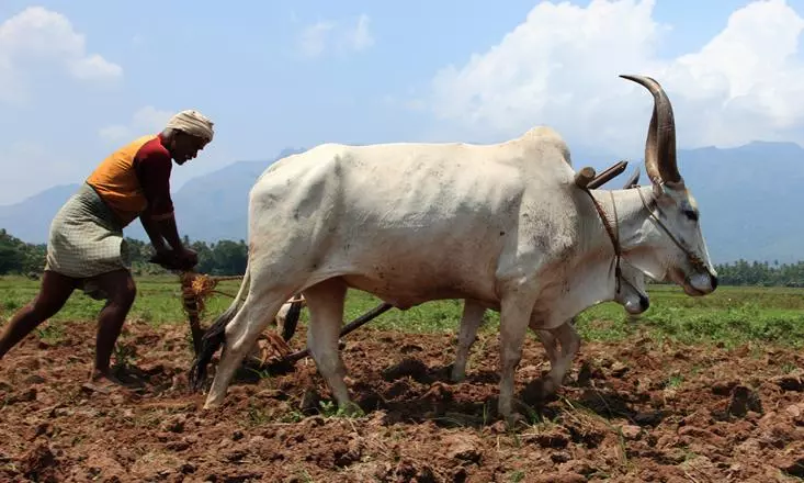 India, economy, poverty, reforms, liberalisation, farmers, agriculture India, economy, poverty, reforms, liberalisation, farmers, agriculture