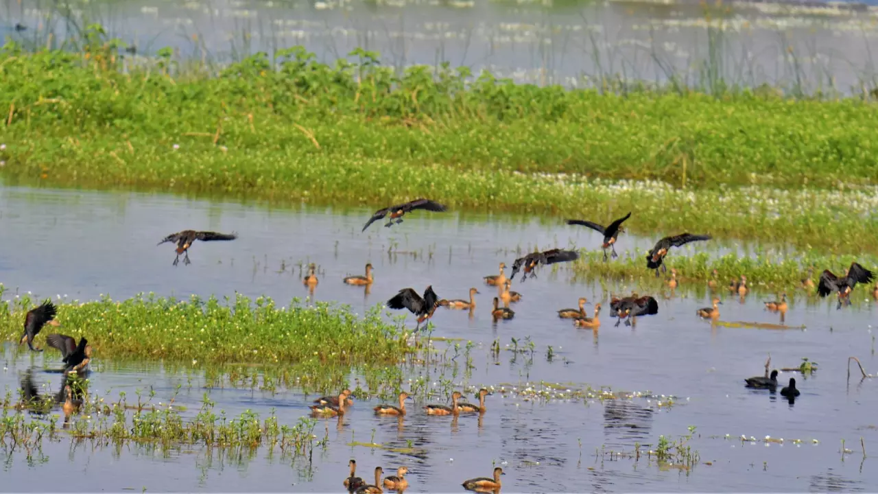 World Wetlands Day | Ramsar site Sirpur Lake to be protected from encroachment