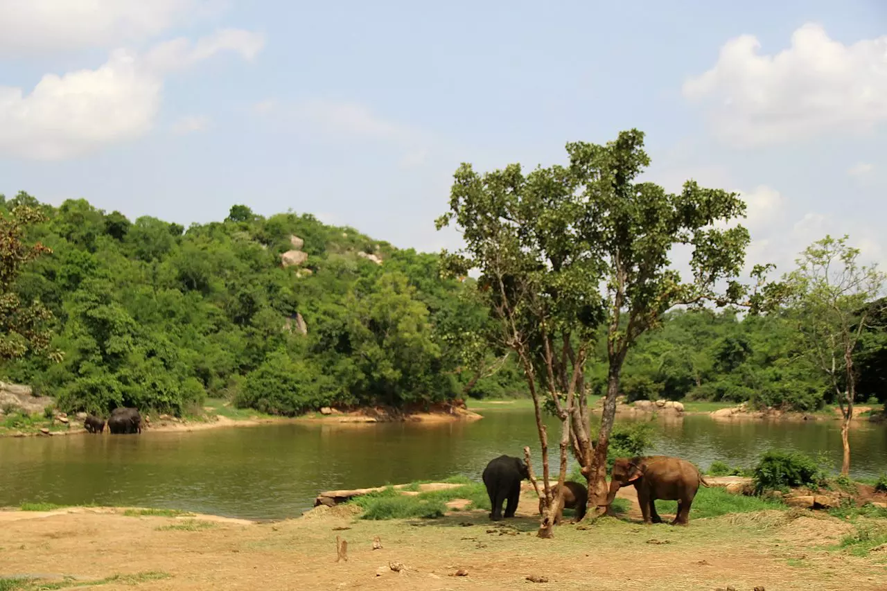 Wild elephant menace: Hartal in Keralas Wayanad as tusker kills 2 people in a week