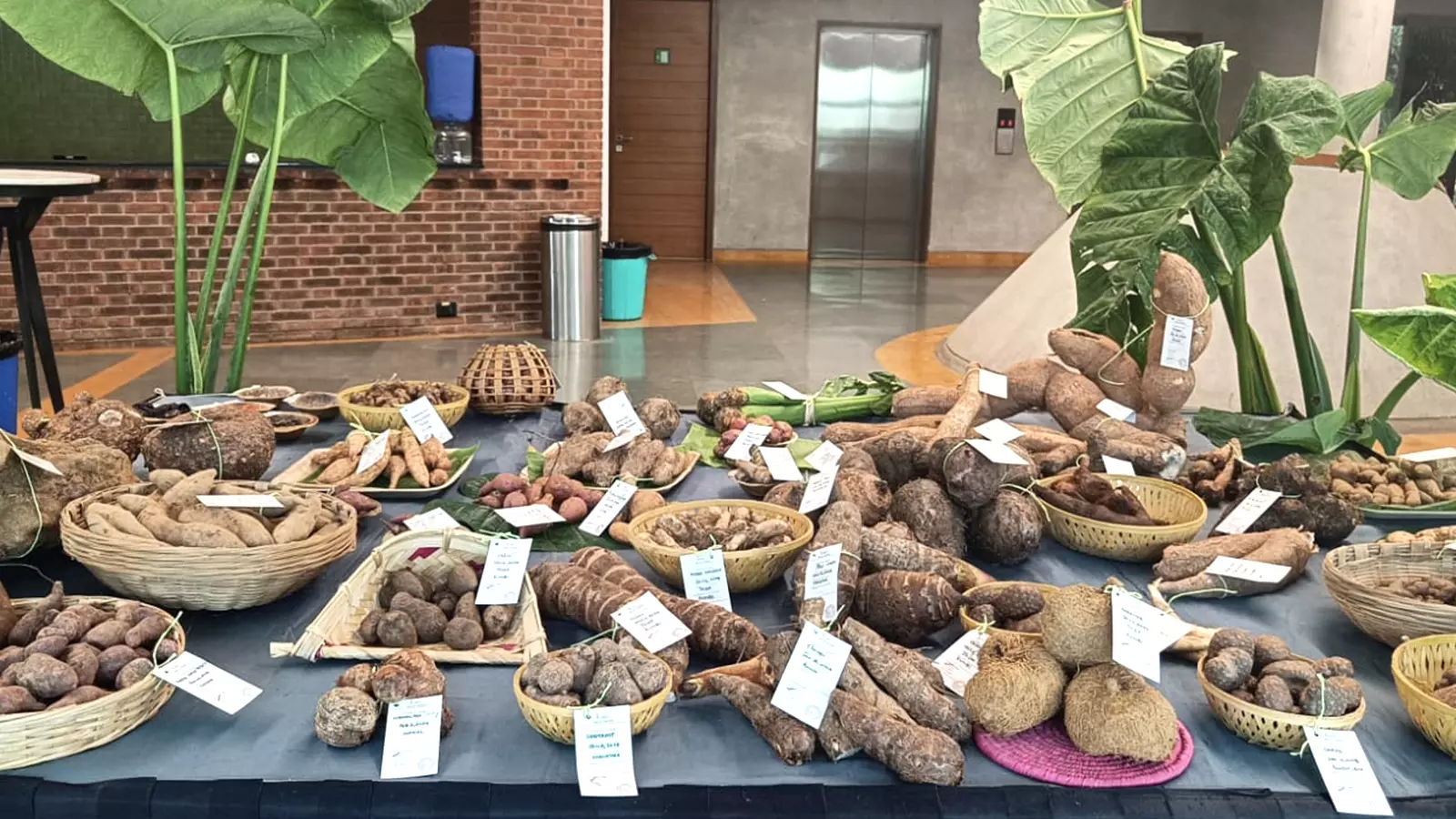 A table with tubers from across India was on display in Bengaluru.