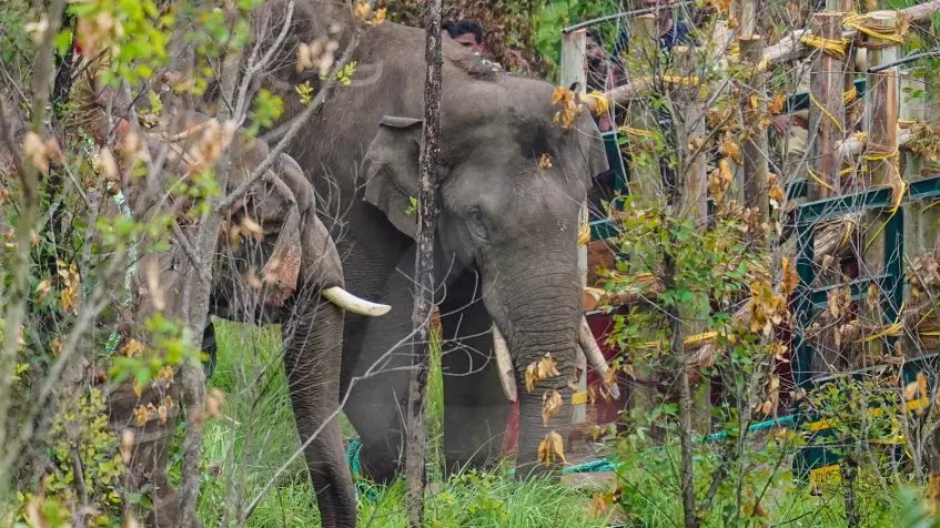 Arikkomban, wild tusker