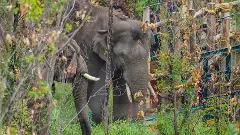 Arikkomban, wild tusker