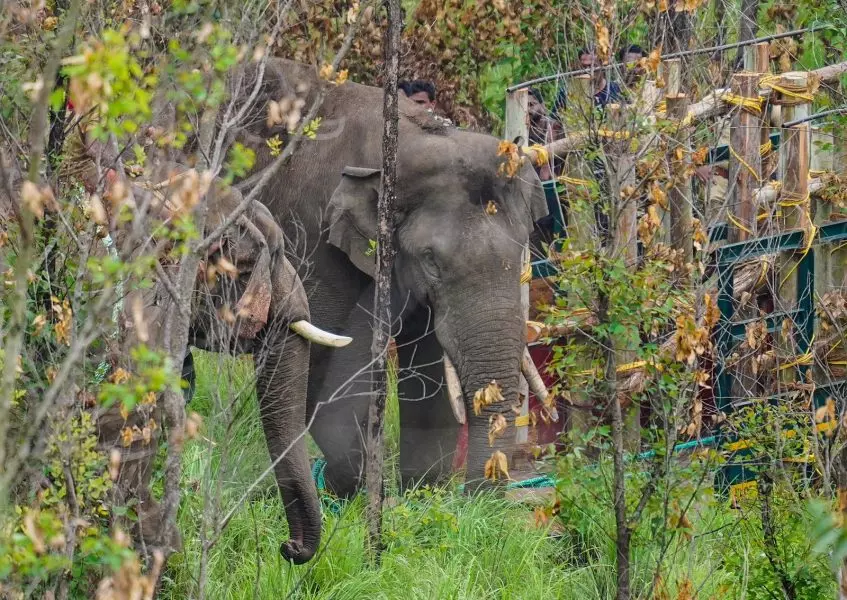 Arikkomban, wild tusker