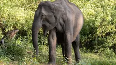 Wayanad: Another man dies in elephant attack