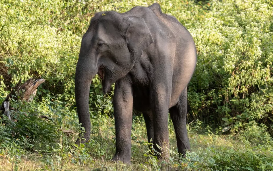 Wayanad: Another man dies in elephant attack