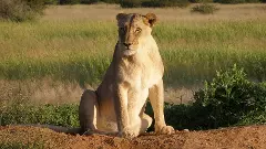 Gujarat: Lioness drowns in sea; officials say incident uncommon, rule out foul play