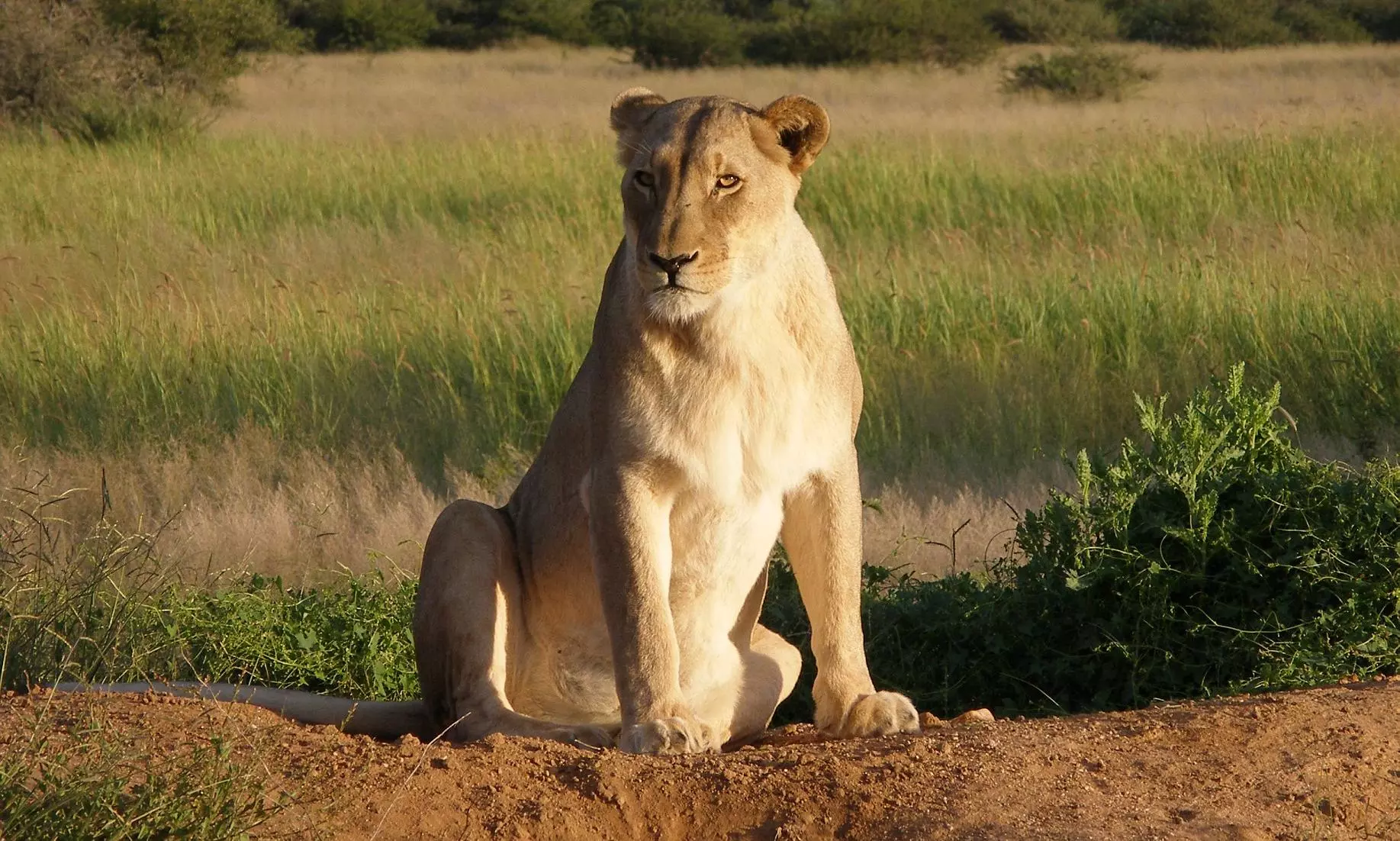 Gujarat: Lioness drowns in sea; officials say incident uncommon, rule out foul play